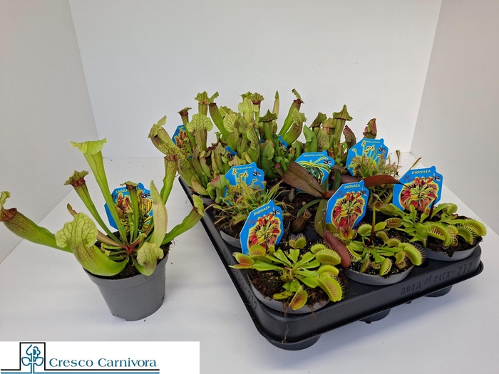 <h4>VLEESET PL GEM 6 SRT</h4>