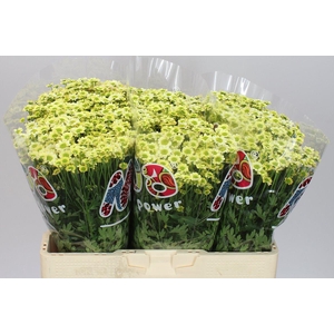 Sant Mad Nyaka Creme