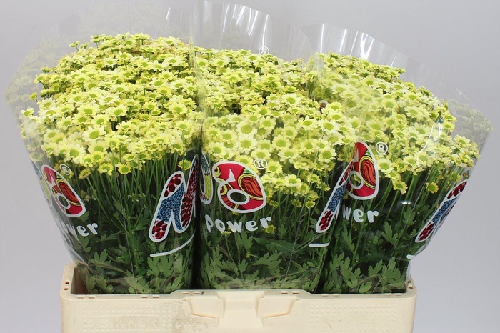 <h4>Sant Mad Nyaka Creme</h4>