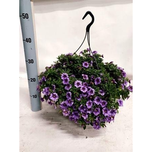Calibrachoa Minif Lavender