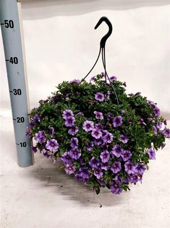 <h4>Calibrachoa Minif Lavender</h4>