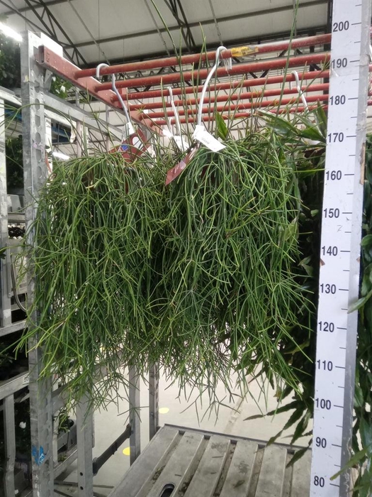 <h4>Rhipsalis   ...</h4>
