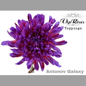 CHR G ANTONOV GALAXY