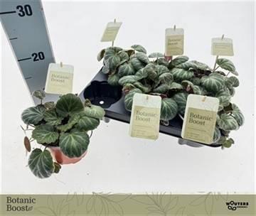 <h4>SAXI STOLONIFERA</h4>