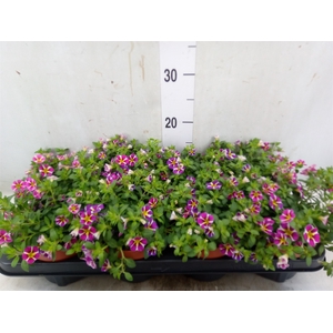 Calibrachoa  'Minifam Rave Pink'