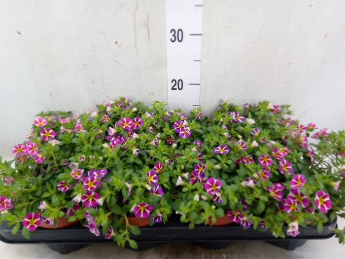<h4>Calibrachoa  'Minifam Rave Pink'</h4>