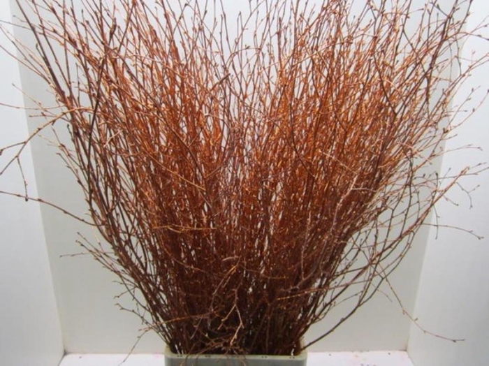 <h4>Betula Koper L120</h4>