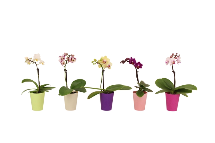 <h4>Jacky Mix Tiny Dolls Mix 1T7+</h4>