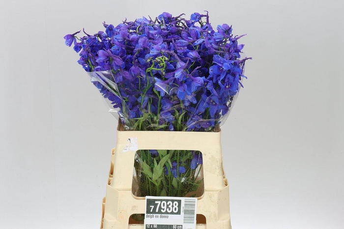 <h4>Delph En Donna</h4>