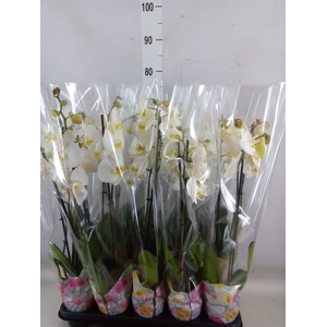 Phalaenopsis   ...white