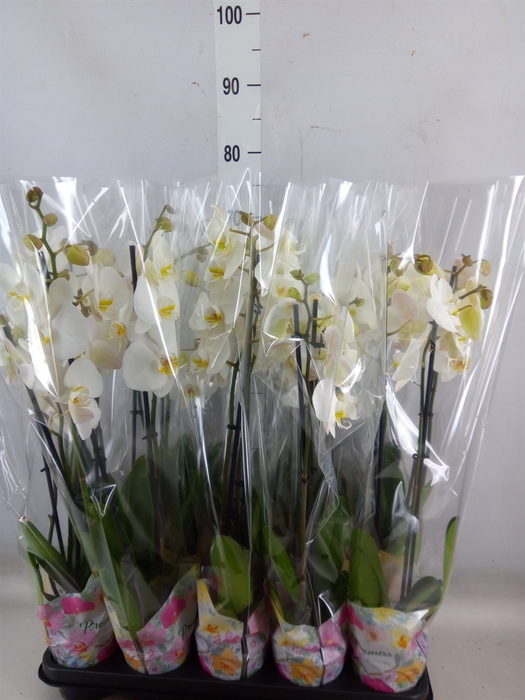 <h4>Phalaenopsis   ...white</h4>
