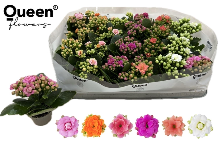 <h4>KAL GE RF GEM 6 KL</h4>