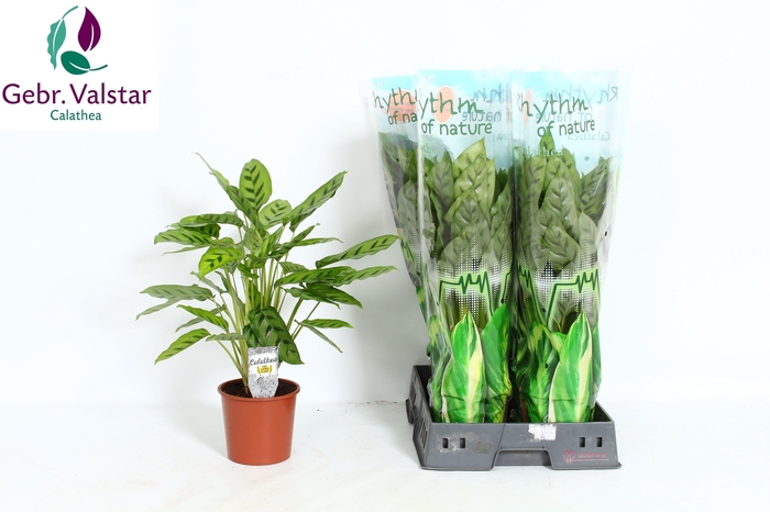 <h4>CALAT LEOPARDINA</h4>