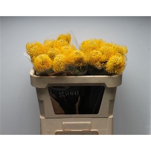 Leuco Ayoba Yellow