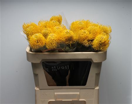 <h4>Leuco Ayoba Yellow</h4>