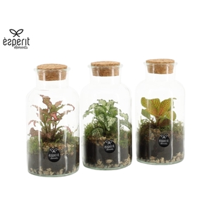 90478: Terrarium arrangement