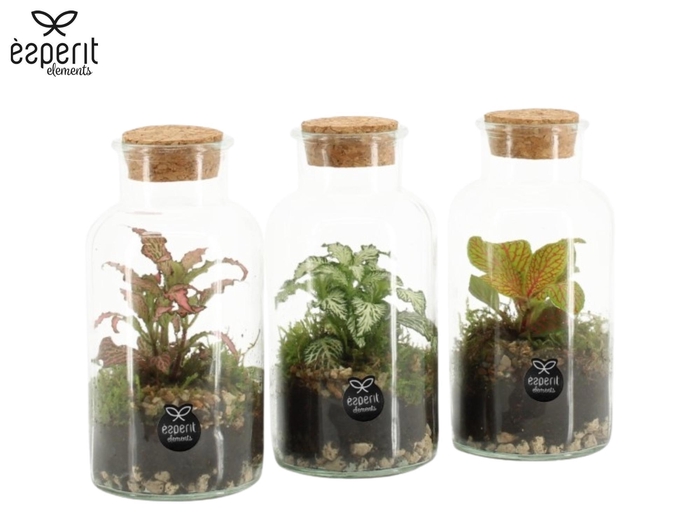 <h4>90478: Terrarium arrangement</h4>