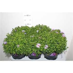 Aster D Al Purple Ro 17cm Pot Opruiming