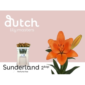 LI LA SUNDERLAND 2+.