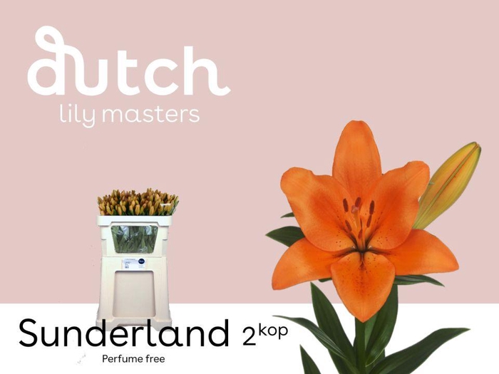 <h4>LI LA SUNDERLAND 2+.</h4>