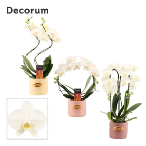 Phalaenopsis vormen mix 2 tak wit in Lovely (Luxury World-collec