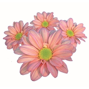 CRISANTEMO SALMON REAGAN 080 CM