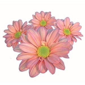 CRISANTEMO SALMON REAGAN 080 CM