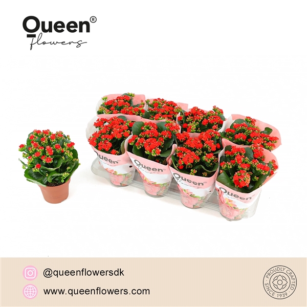 <h4>Kalanchoe Noelle P12 Queen</h4>