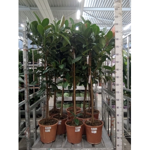 Ficus elastica 'Melany'