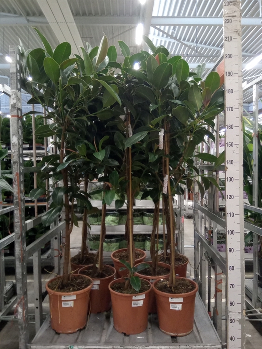 <h4>Ficus elastica 'Melany'</h4>