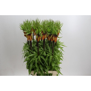 Fritillaria Imperialis Orange Sweet