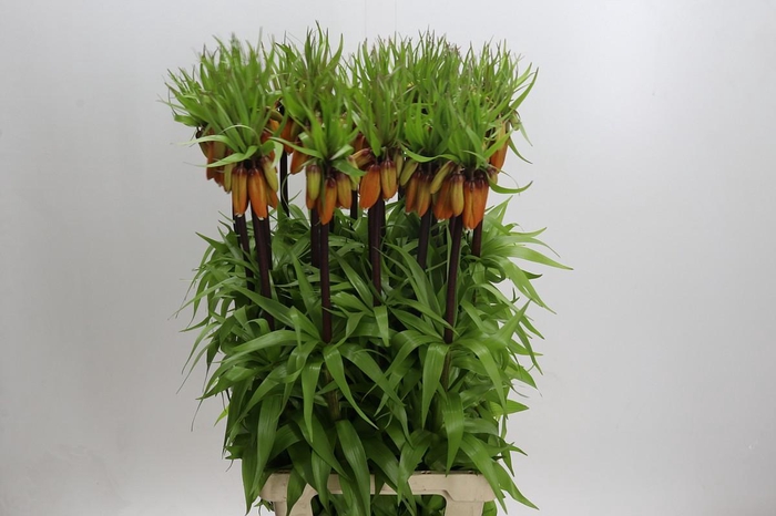 <h4>Fritillaria Imperialis Orange Sweet</h4>