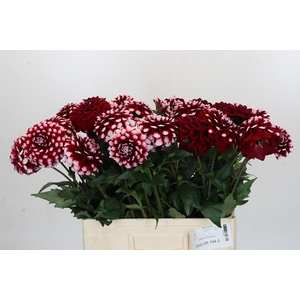 Dahlia Checkers