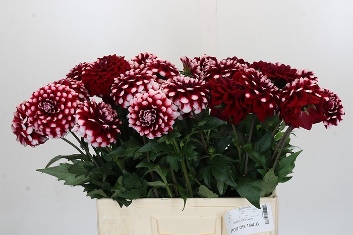 <h4>Dahlia Checkers</h4>