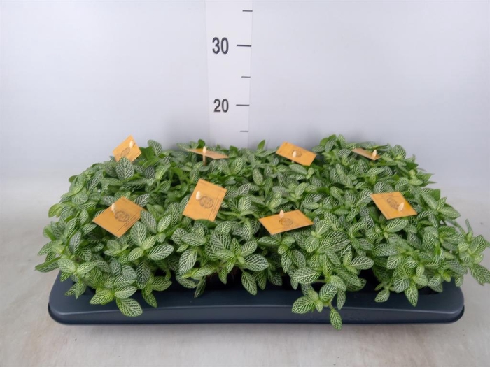 <h4>Fittonia verschaf.</h4>