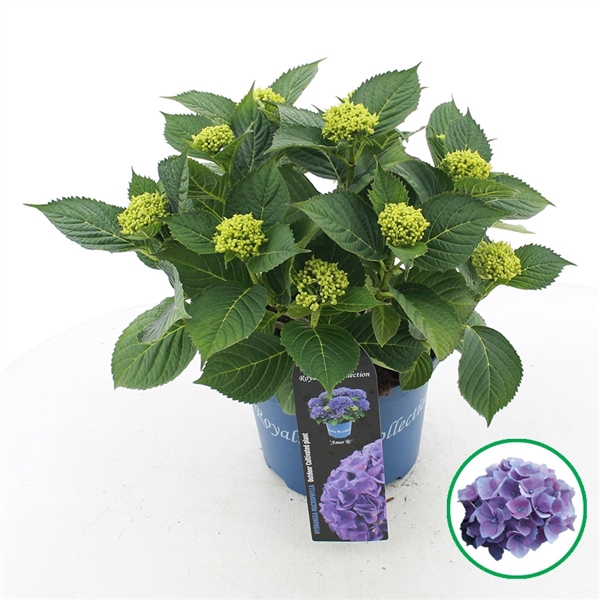 <h4>Hydrangea macr. Royalty® 'Amor'® Blauw C5 (23cm.) Kn.</h4>