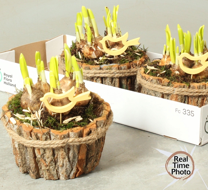 <h4>ARR NARCISSUS</h4>