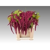 Amaranthus caudatus 'Red Cord'