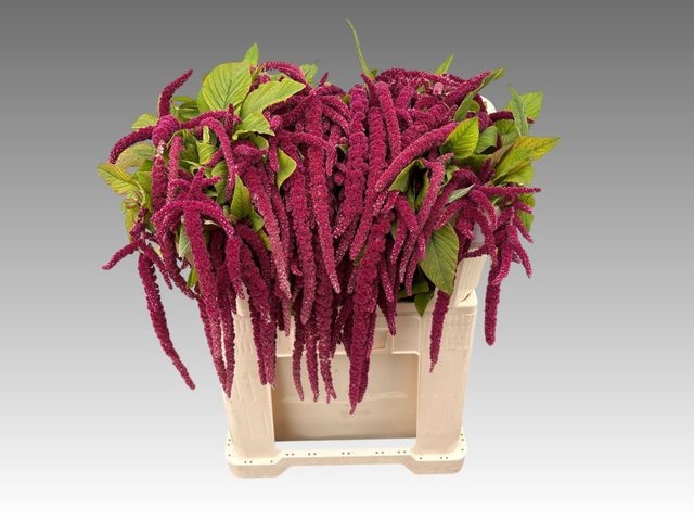 Amaranthus caudatus 'Red Cord'