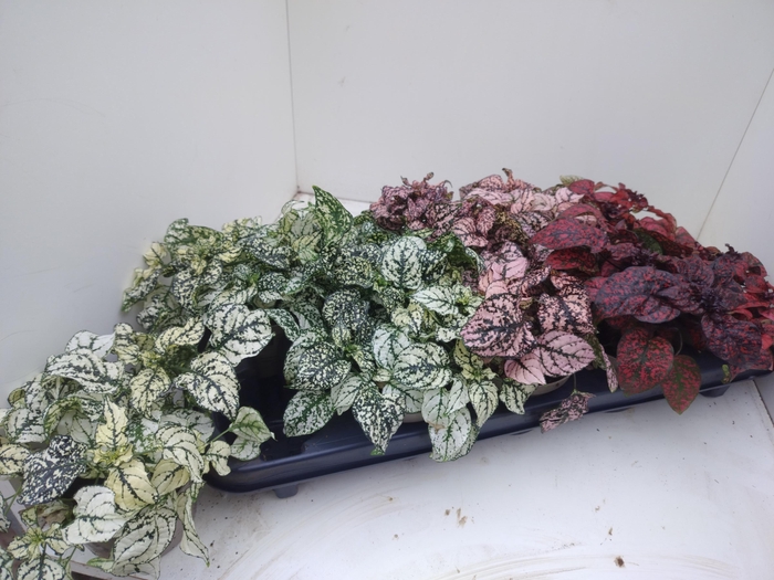 <h4>HYPOEST GEM</h4>