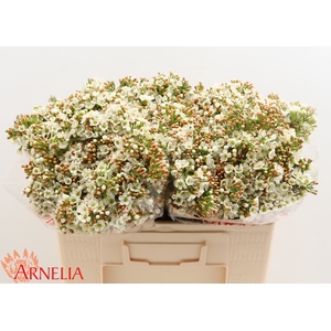 Chamelaucium Dawn Pearl