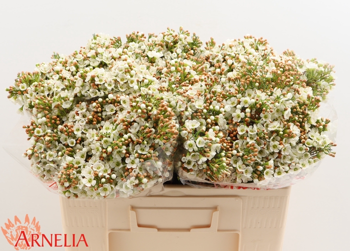 <h4>Chamelaucium Dawn Pearl</h4>