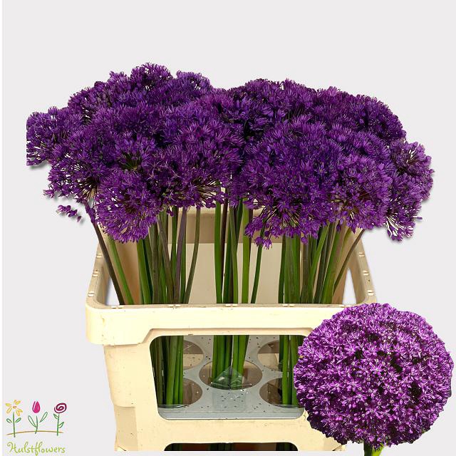 Allium Purple Sens