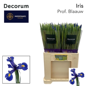 IRIS PROF BLAAUW