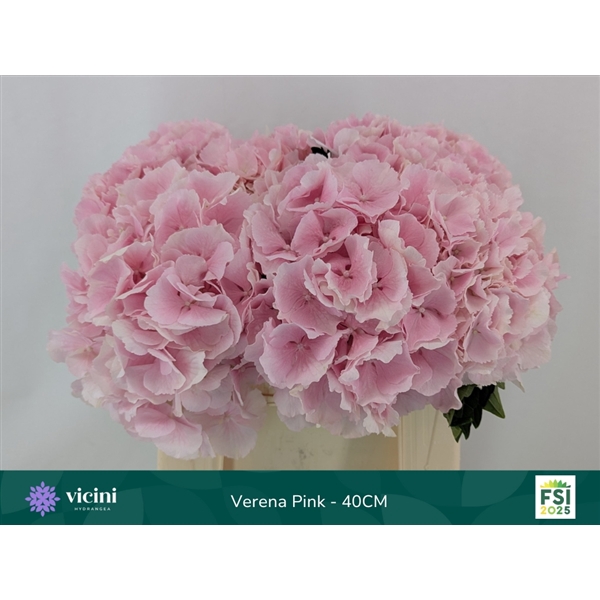 <h4>Hydr Verena Pink 40 cm Vicini</h4>