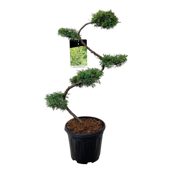 <h4>Juniperus pf. 'Pfitzeriana Aurea'</h4>