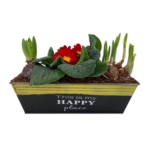 Primula Happy Zink rechthoek Prim + Hyacint + Tete 646