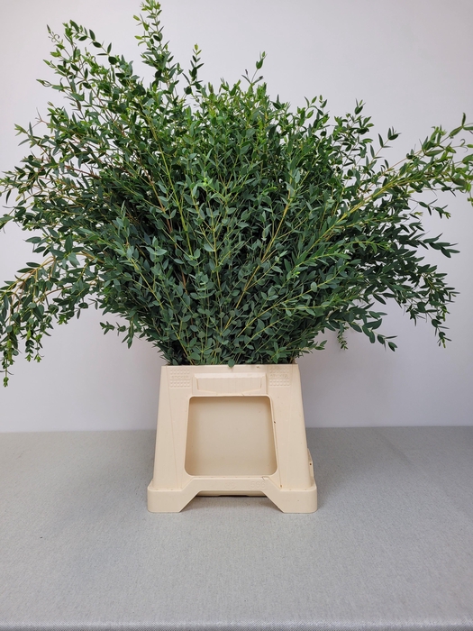 <h4>EUC PARVIFOLIA PB</h4>