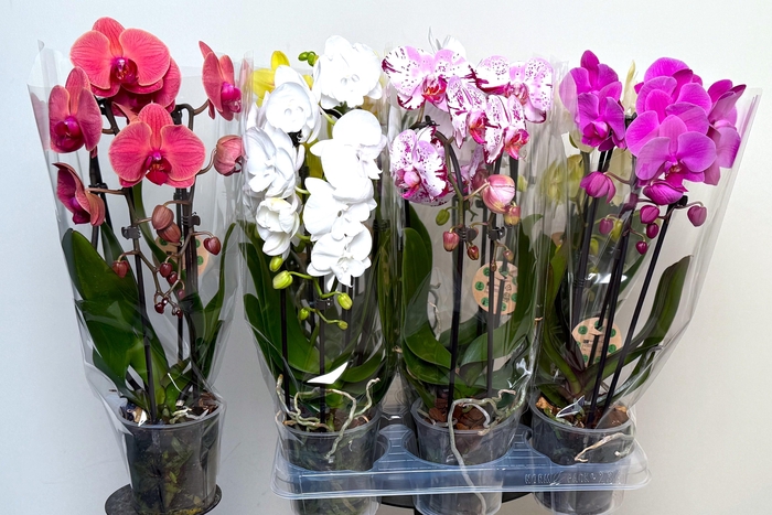 <h4>PHAL EL CASCADE</h4>