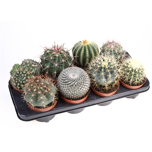 <h4>Cactus bol mix</h4>